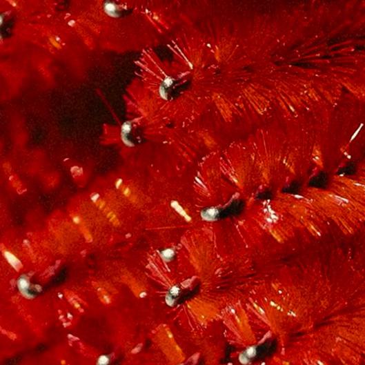 🍒 Lash Loyalty Club (3mo)- Classic